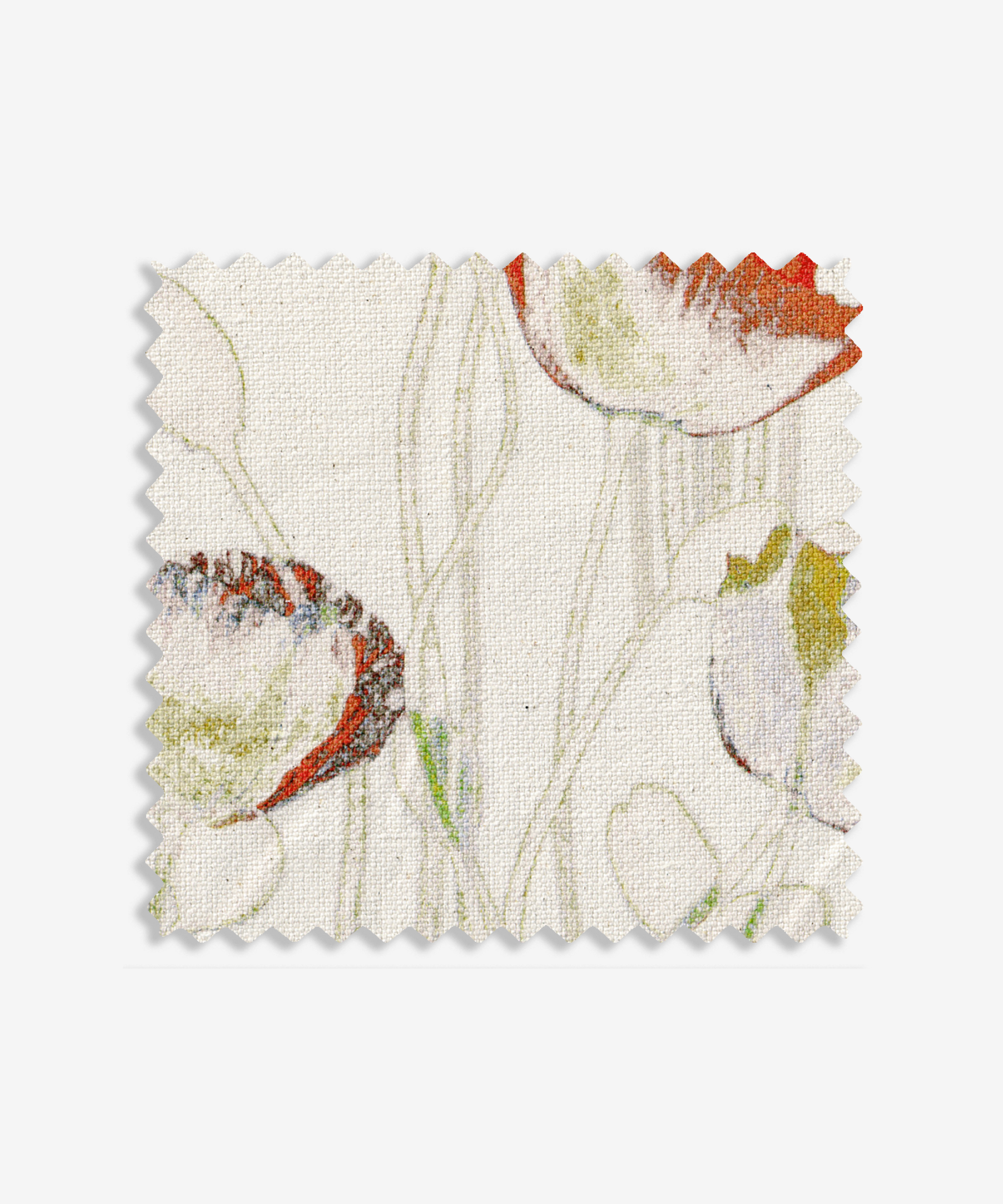 Poppies Spring